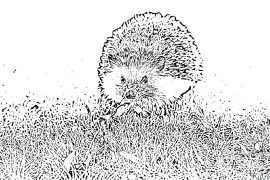 hedgehog Kurasa Za Kupaka Rangi Zinazoweza Kuchapishwa